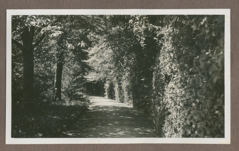 Photographie d'une allée arborisée dans le jardin de la propriété de Riond-Bosson en 1935