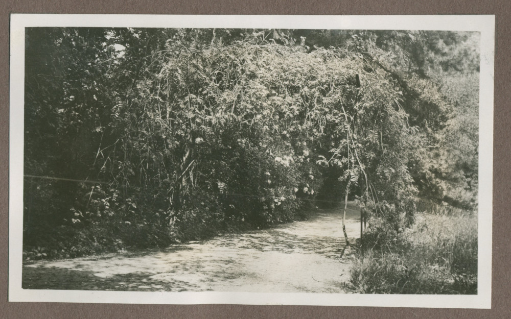 Photographie d'une allée arborisée dans le jardin de la propriété de Riond-Bosson en 1935