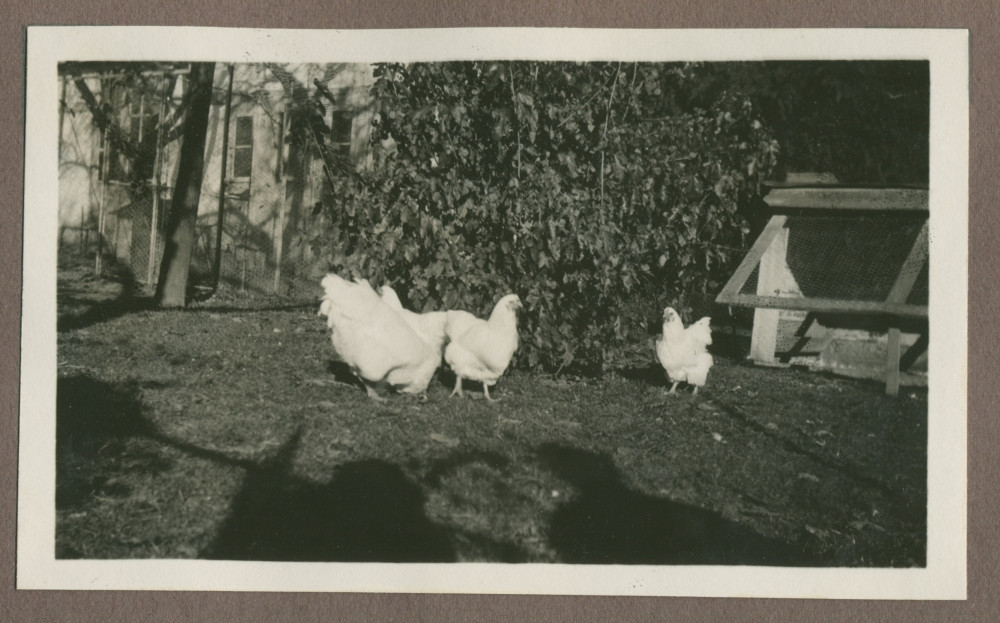 Photographie de poules dans le jardin de la propriété de Riond-Bosson en 1935