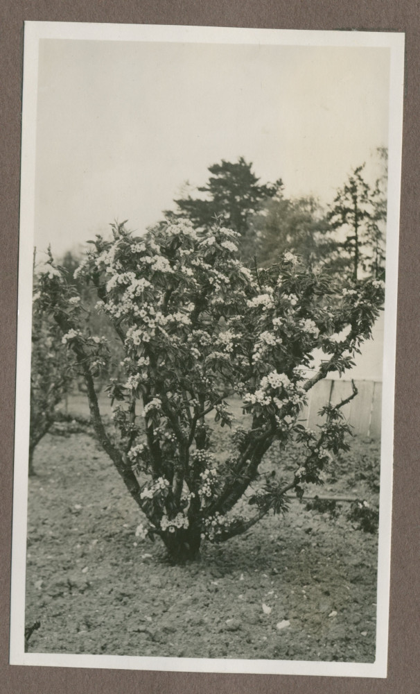 Photographie de cultures maraîchères dans le jardin de la propriété de Riond-Bosson en 1935