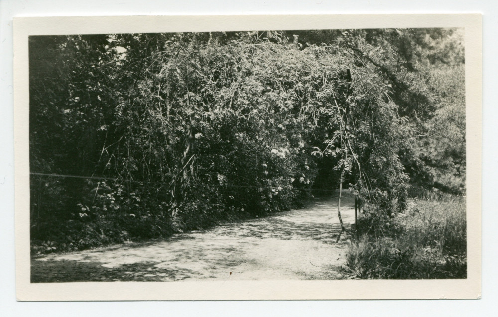 Photographie de l'allée menant au portail du bas de la propriété de Riond-Bosson