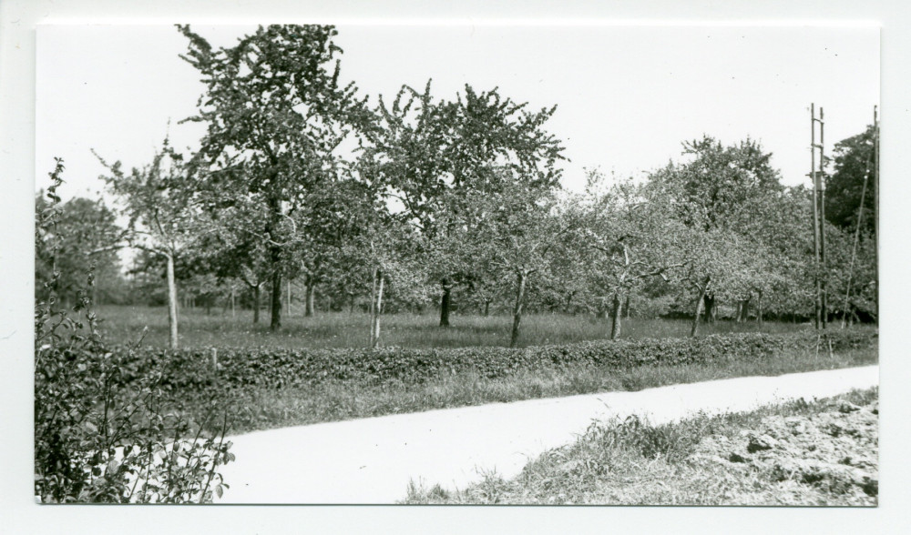 Photographies d'un champ d'arbres fruitiers de la propriété de Riond-Bosson