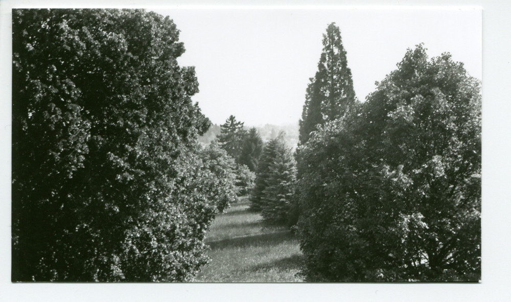 Photographies d'arbres du parc de la propriété de Riond-Bosson (a-e)