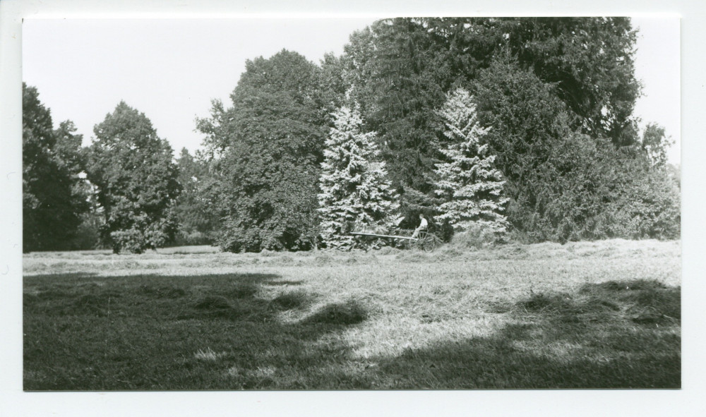 Photographies d'arbres du parc de la propriété de Riond-Bosson (a-e)
