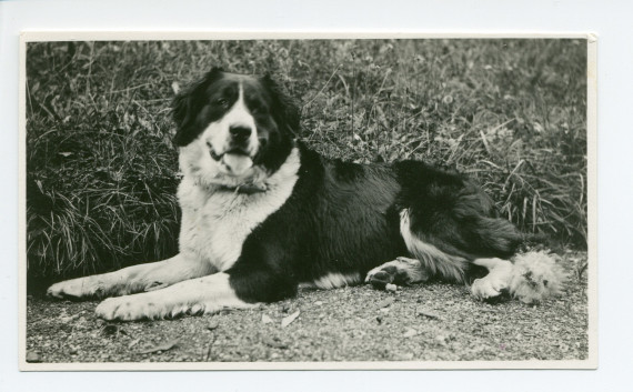 Photographie de Nero, le dernier chien de garde de Riond-Bosson