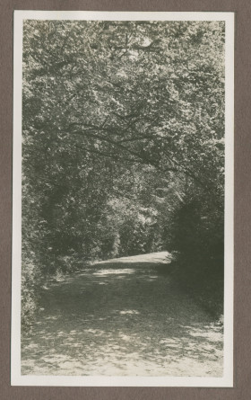 Photographie d'une allée arborisée dans le jardin de la propriété de Riond-Bosson en 1935