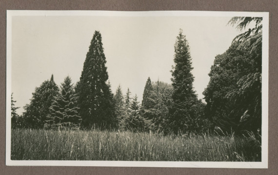 Photographie du parc de la propriété de Riond-Bosson en 1935