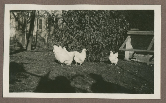 Photographie de poules dans le jardin de la propriété de Riond-Bosson en 1935