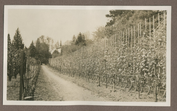 Photographie de cultures maraîchères dans le jardin de la propriété de Riond-Bosson en 1935