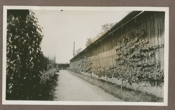 Photographie de cultures maraîchères dans le jardin de la propriété de Riond-Bosson en 1935