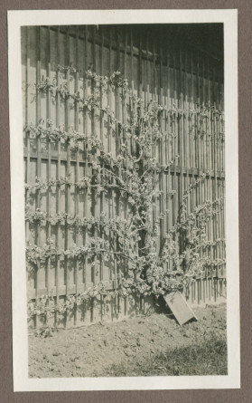 Photographie de cultures maraîchères dans le jardin de la propriété de Riond-Bosson en 1935