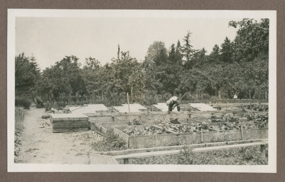 Photographie du potager dans le jardin de la propriété de Riond-Bosson en 1935, avec le jardinier Dolézal au travail