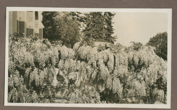 Photographie de glycines sur la rampe de la terrasse sud de la villa de Riond-Bosson en 1935