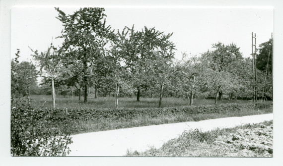 Photographies d'un champ d'arbres fruitiers de la propriété de Riond-Bosson