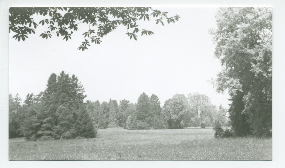 Photographies d'arbres du parc de la propriété de Riond-Bosson (f-g)