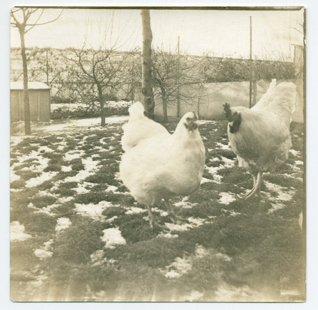 Photographie des poules primées d'Hélène Paderewska (sacrifiées durant la Première Guerre mondiale pour nourrir les réfugiés polonais), à Riond-Bosson
