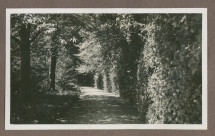 Photographie d'une allée arborisée dans le jardin de la propriété de Riond-Bosson en 1935