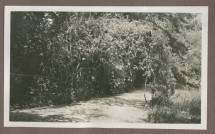 Photographie d'une allée arborisée dans le jardin de la propriété de Riond-Bosson en 1935