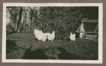 Photographie de poules dans le jardin de la propriété de Riond-Bosson en 1935