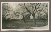 Photographie d'arbres en fleurs dans le parc de la propriété de Riond-Bosson en 1935