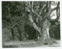 Photographie du catalpa (arbre «trompette») planté face à l'entrée principale (nord) de la propriété de Riond-Bosson