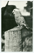 Photographie du perroquet préféré de Paderewski, Cocky Roberts, à Riond-Bosson