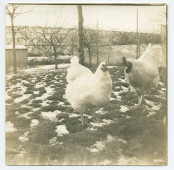 Photographie des poules primées d'Hélène Paderewska (sacrifiées durant la Première Guerre mondiale pour nourrir les réfugiés polonais), à Riond-Bosson
